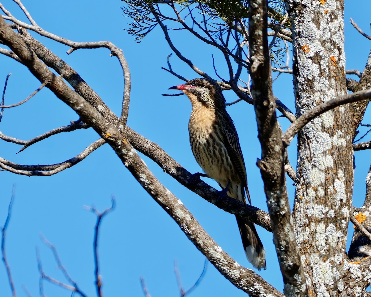 Spiny-cheeked Honeyeater - ML638052052