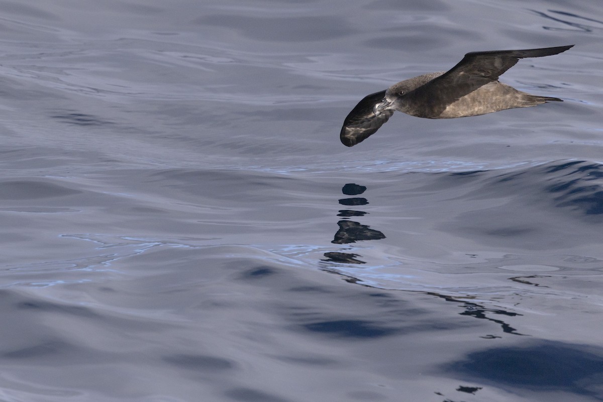 Gray-faced Petrel - ML638052056