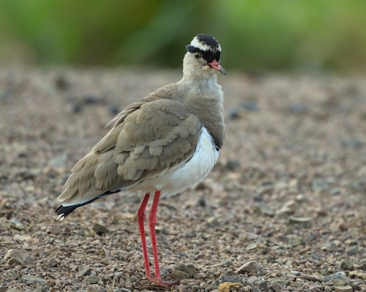 Crowned Lapwing - ML638052077