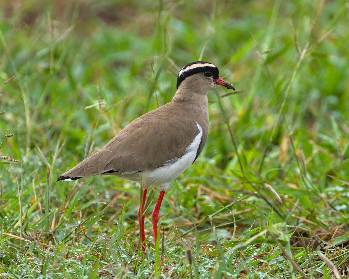 Crowned Lapwing - ML638052078
