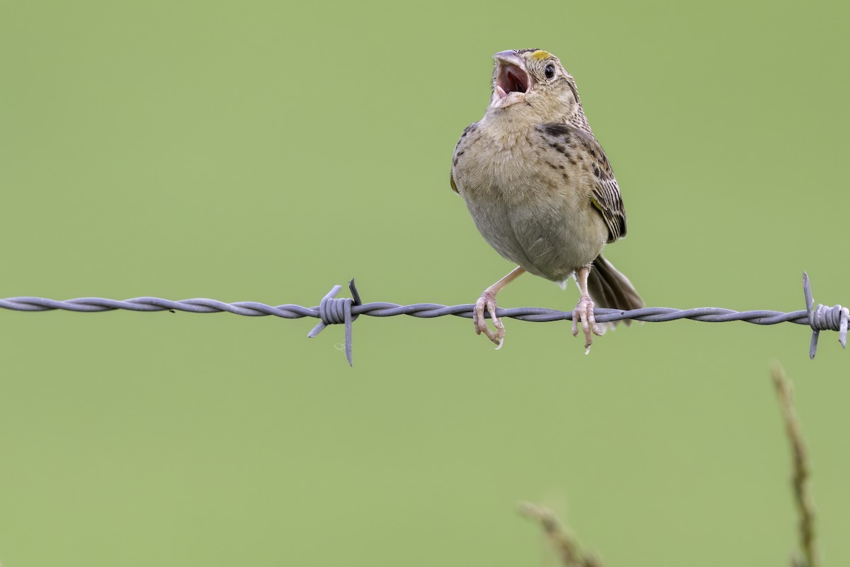 Grasshopper Sparrow - ML638052084