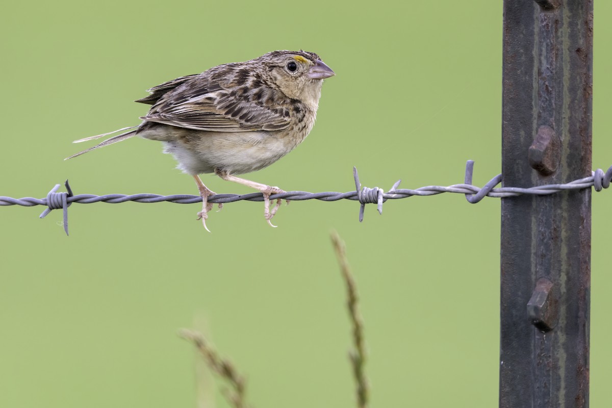 Grasshopper Sparrow - ML638052086