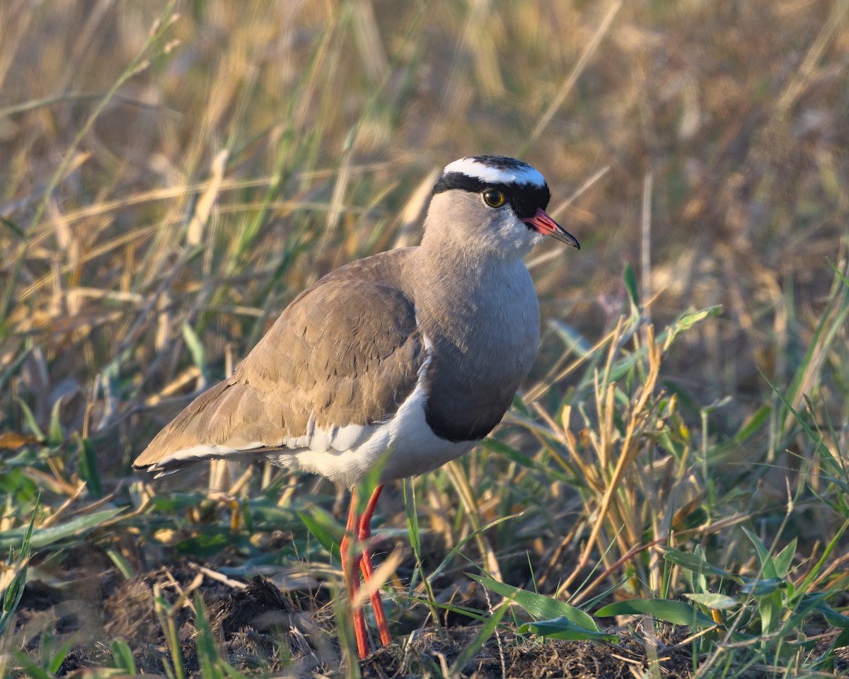 Crowned Lapwing - ML638052091