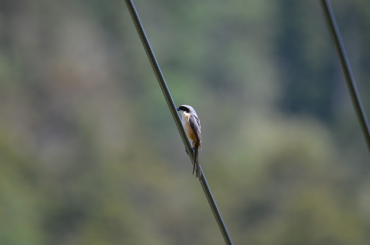 Gray-backed Shrike - ML638052171