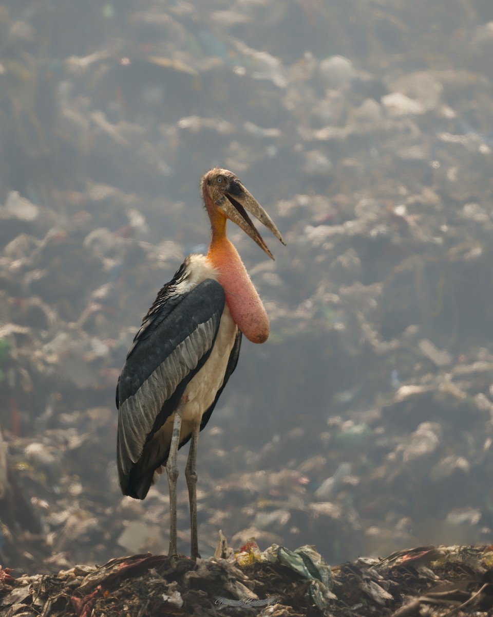 Greater Adjutant - ML638052183