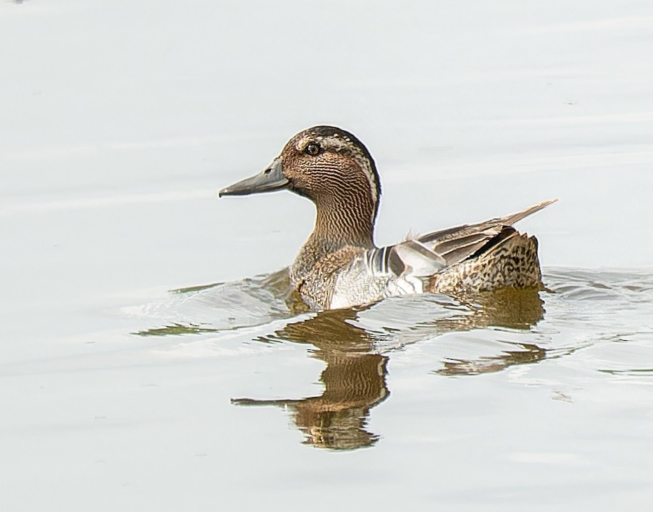 Garganey - ML638052217