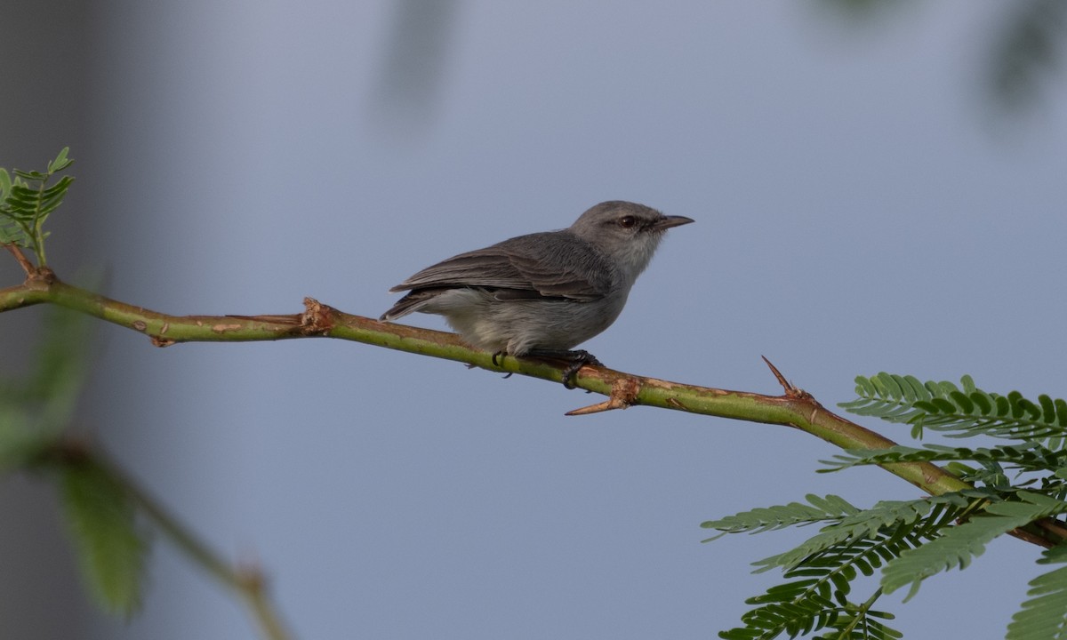 Yellow-vented Eremomela - ML638052232