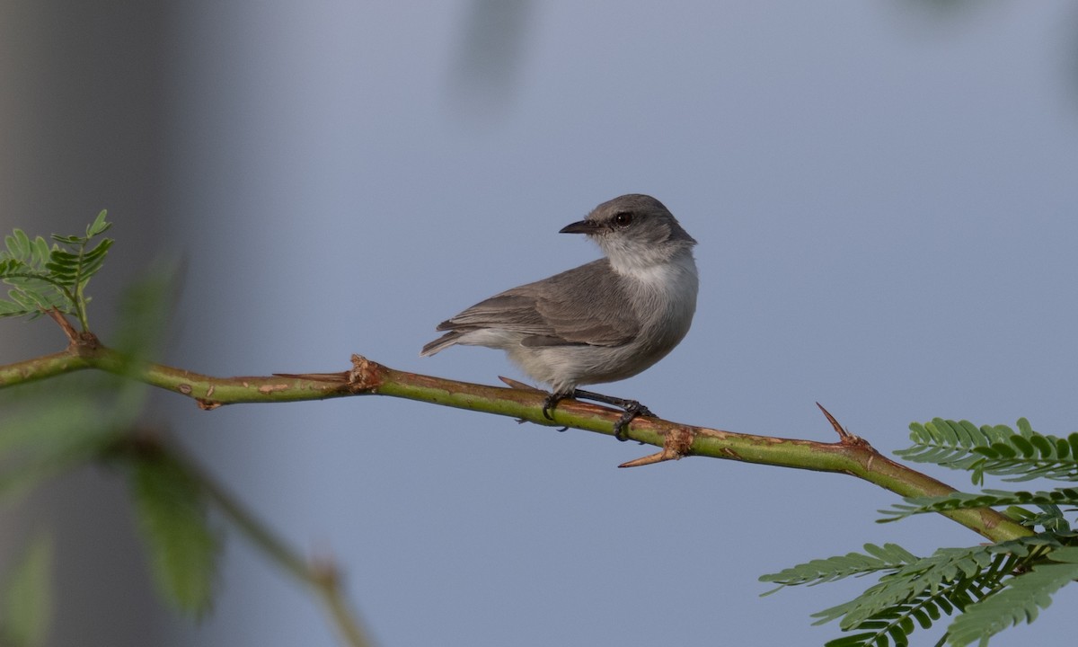Yellow-vented Eremomela - ML638052233