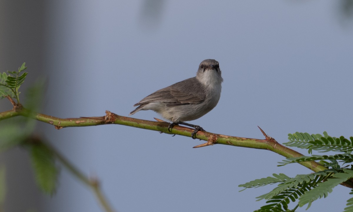 Yellow-vented Eremomela - ML638052234