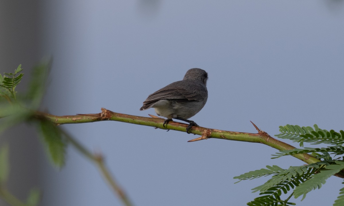 Yellow-vented Eremomela - ML638052235