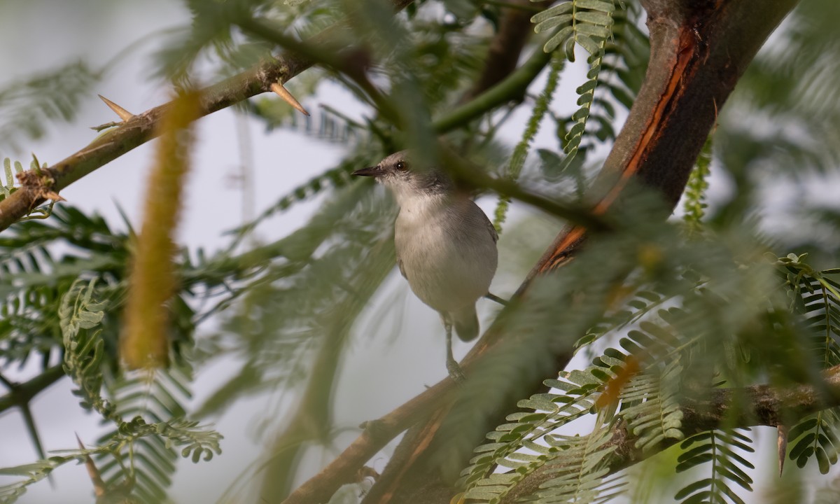 Yellow-vented Eremomela - ML638052236