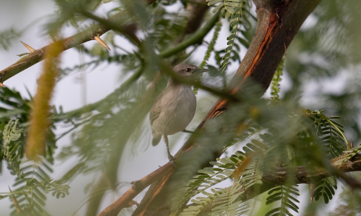 Yellow-vented Eremomela - ML638052237
