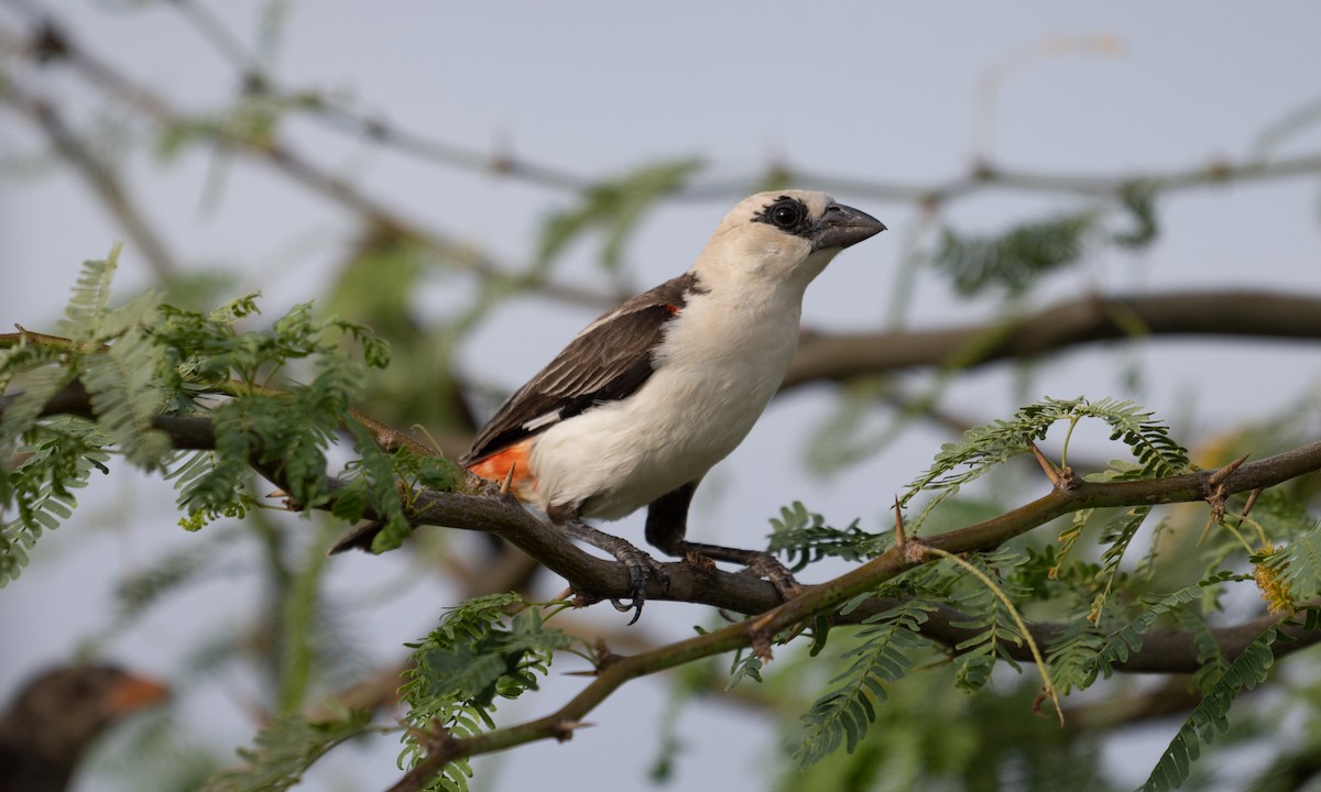 White-headed Buffalo-Weaver - ML638052247