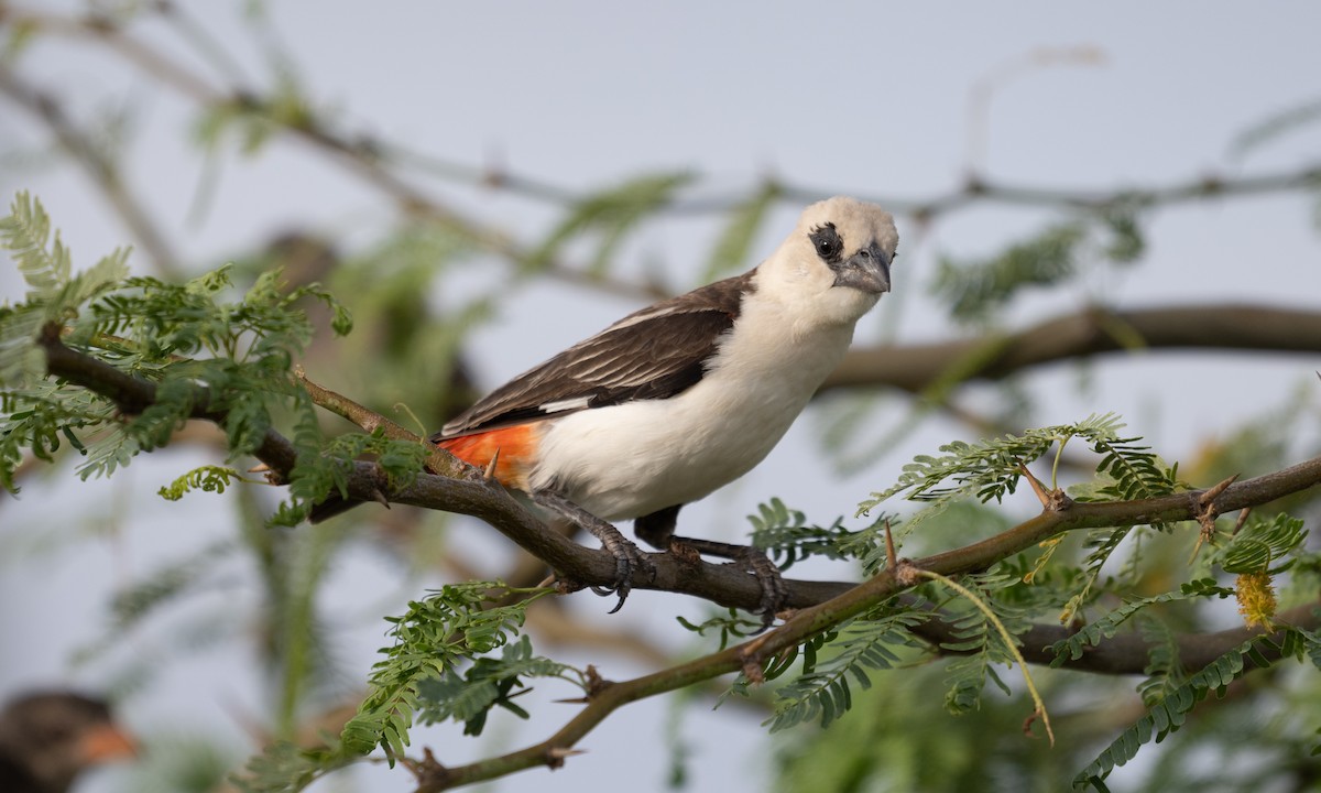 White-headed Buffalo-Weaver - ML638052248