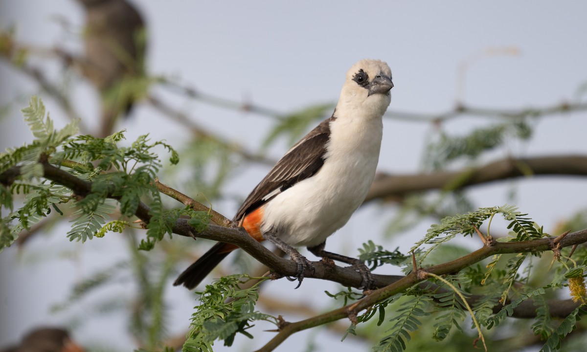 White-headed Buffalo-Weaver - ML638052249