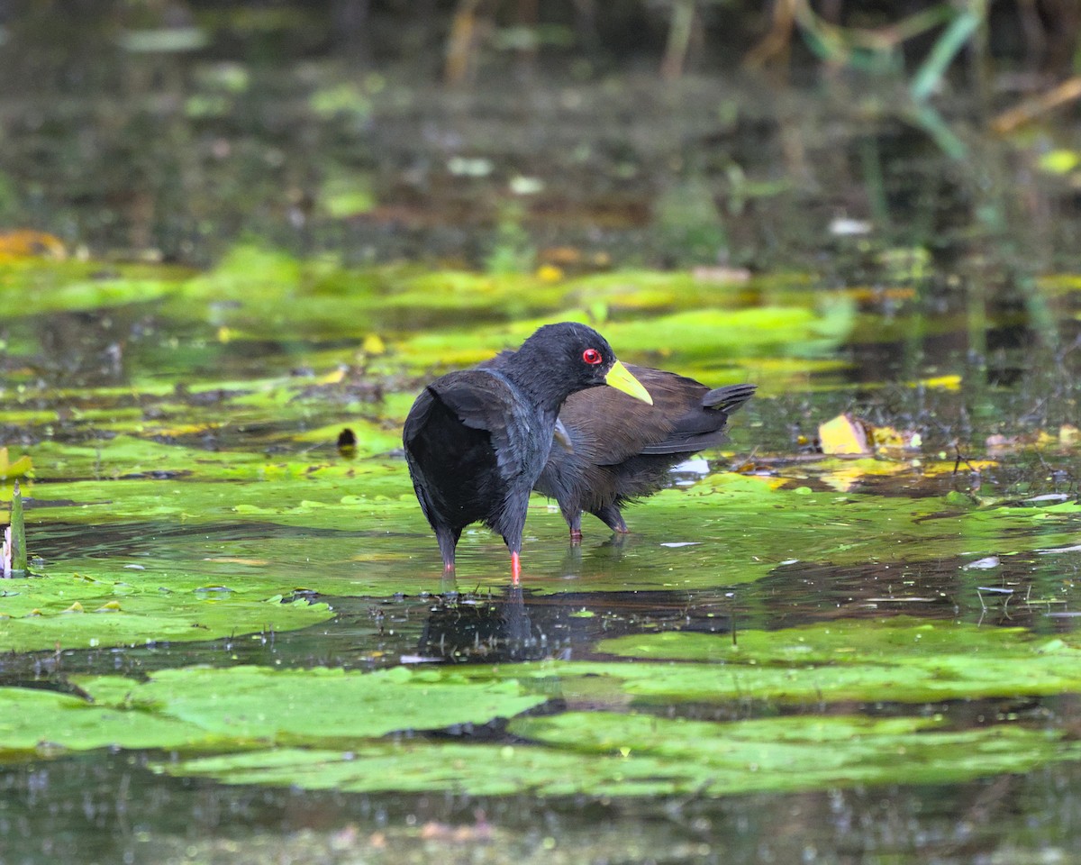 Black Crake - ML638052271