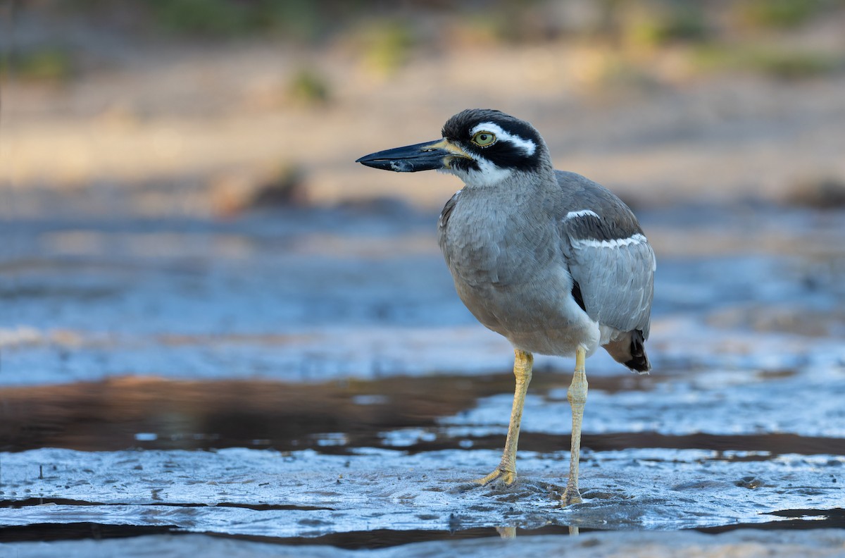 Beach Thick-knee - ML638052291