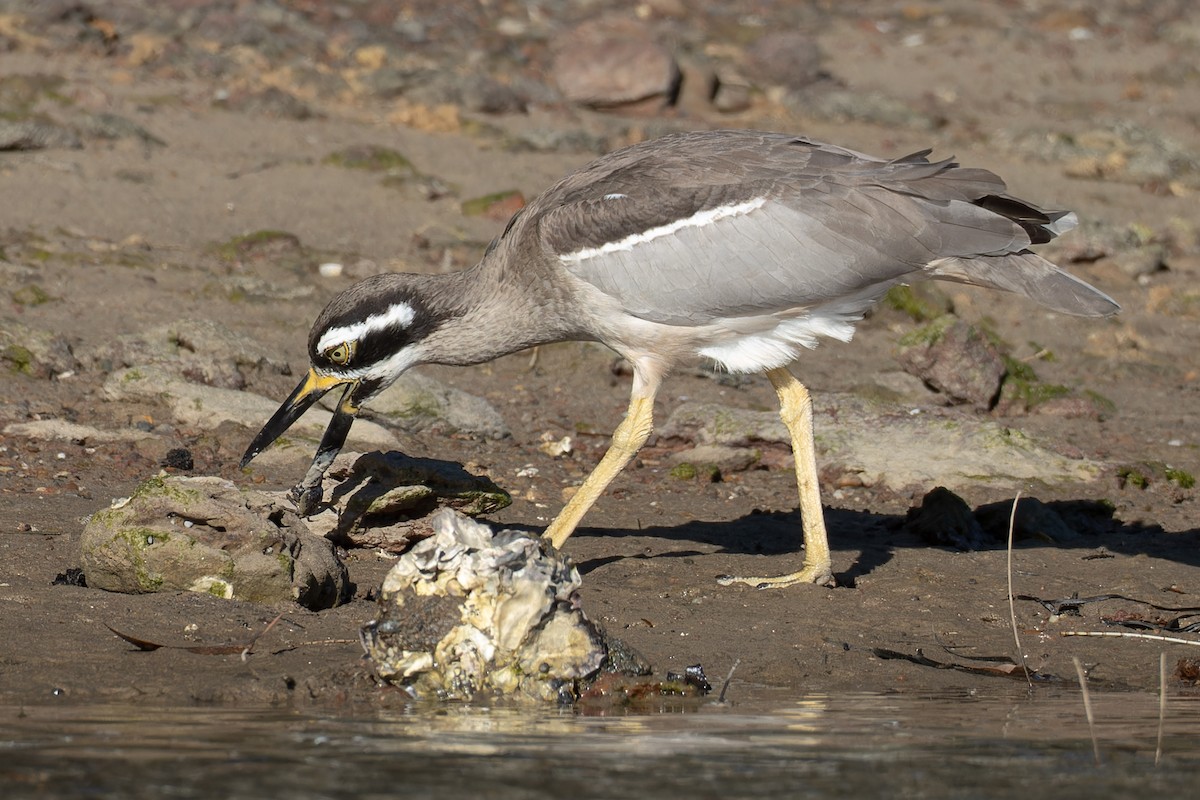 Beach Thick-knee - ML638052292