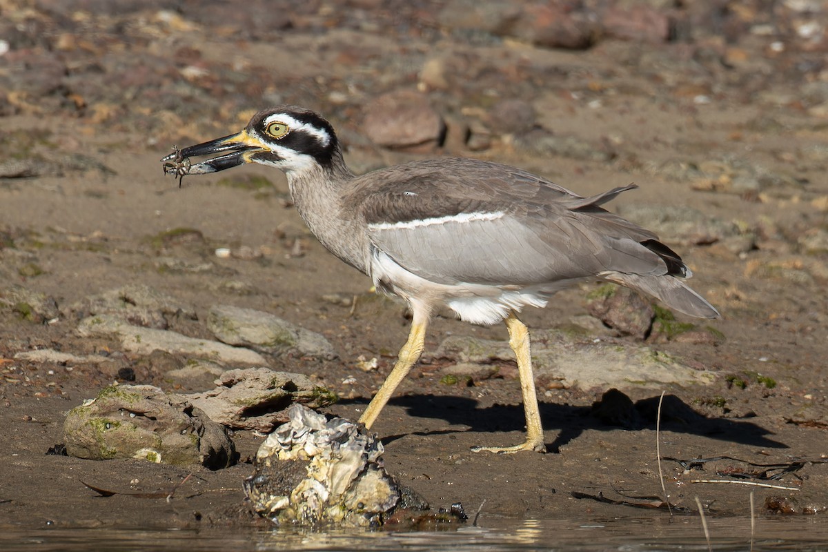 Beach Thick-knee - ML638052293