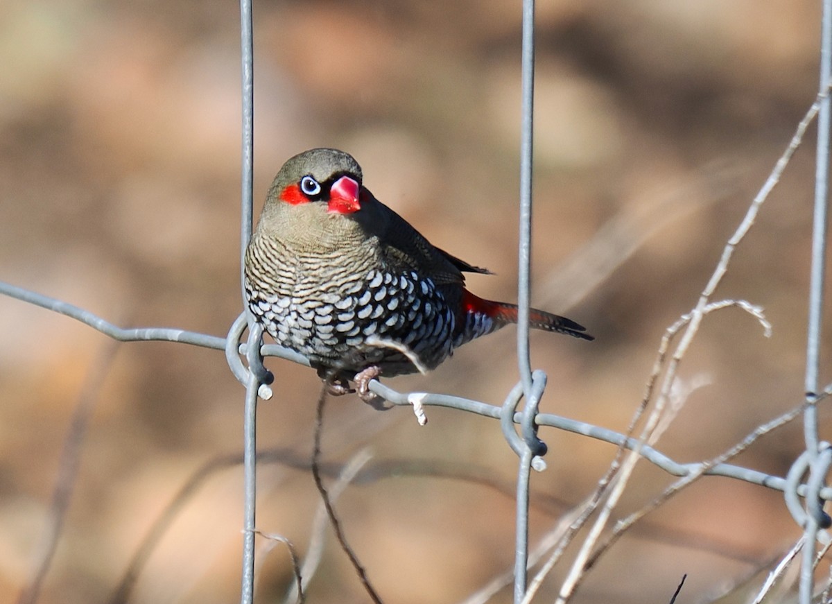 Red-eared Firetail - ML638052309