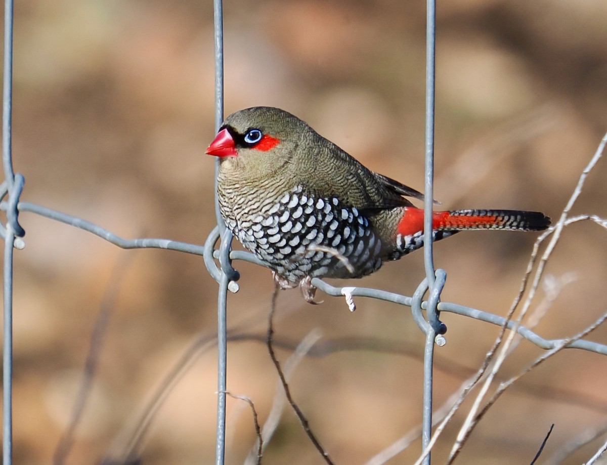 Red-eared Firetail - ML638052310