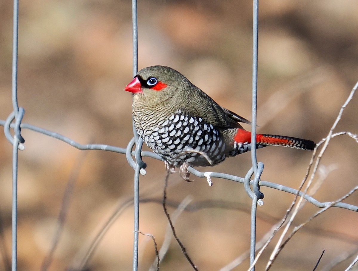 Red-eared Firetail - ML638052311