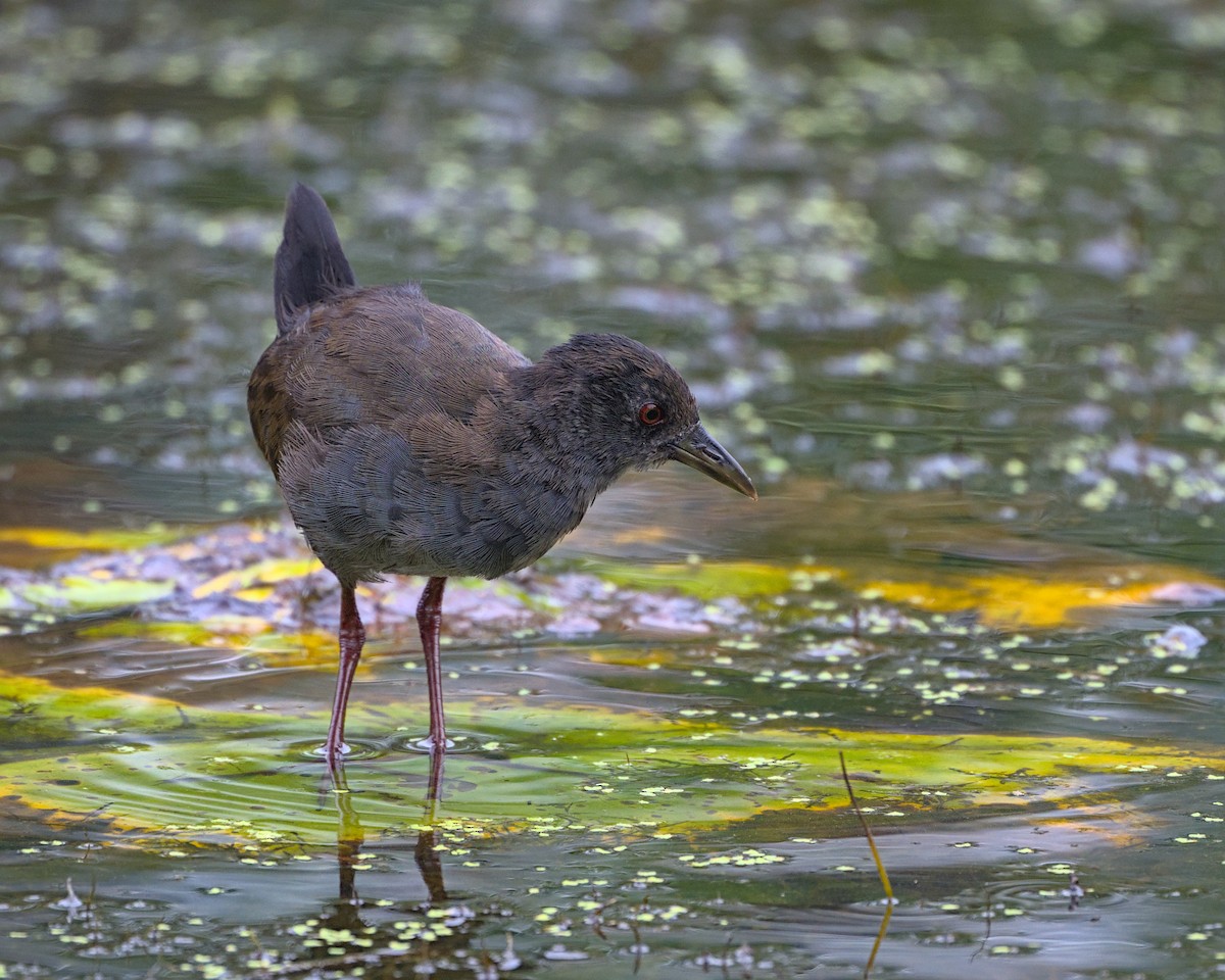 Black Crake - ML638052317