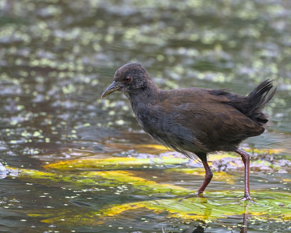 Black Crake - ML638052318