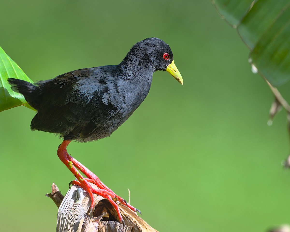 Black Crake - ML638052326