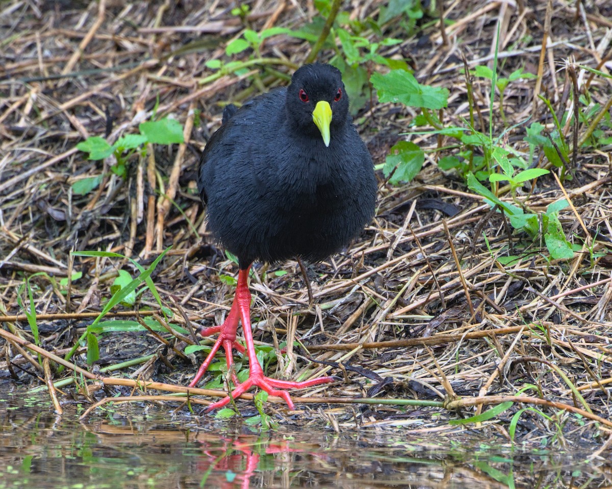 Black Crake - ML638052327