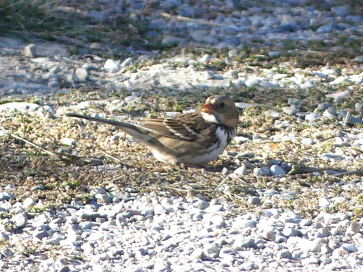 Harris's Sparrow - ML638052343