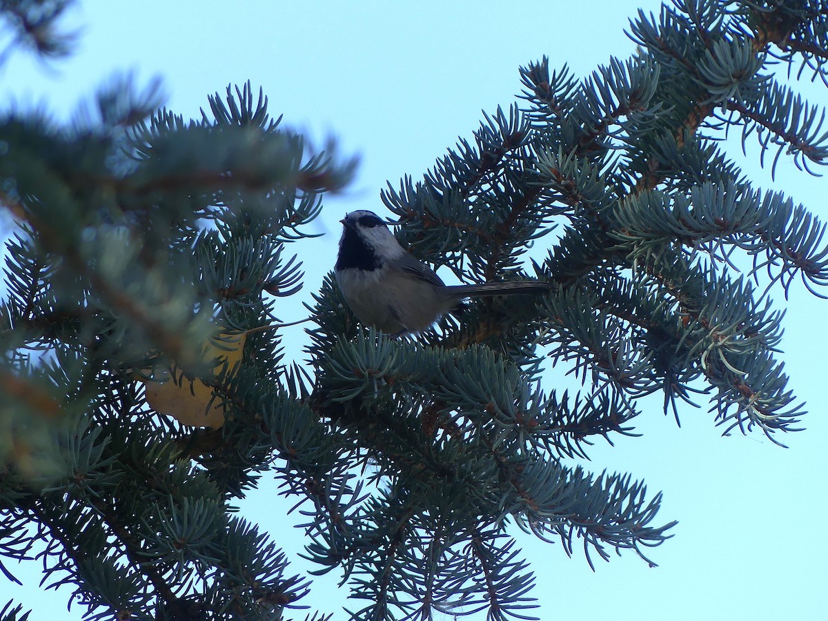 Mountain Chickadee - ML638052366