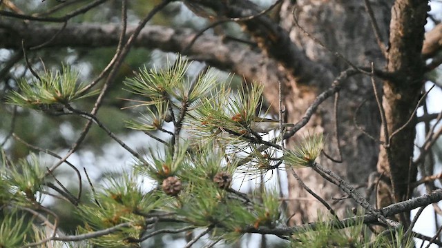 møllparula - ML638052380