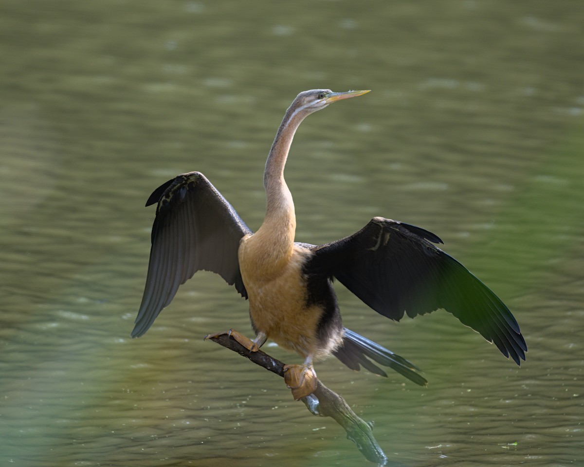 African Darter - ML638052392