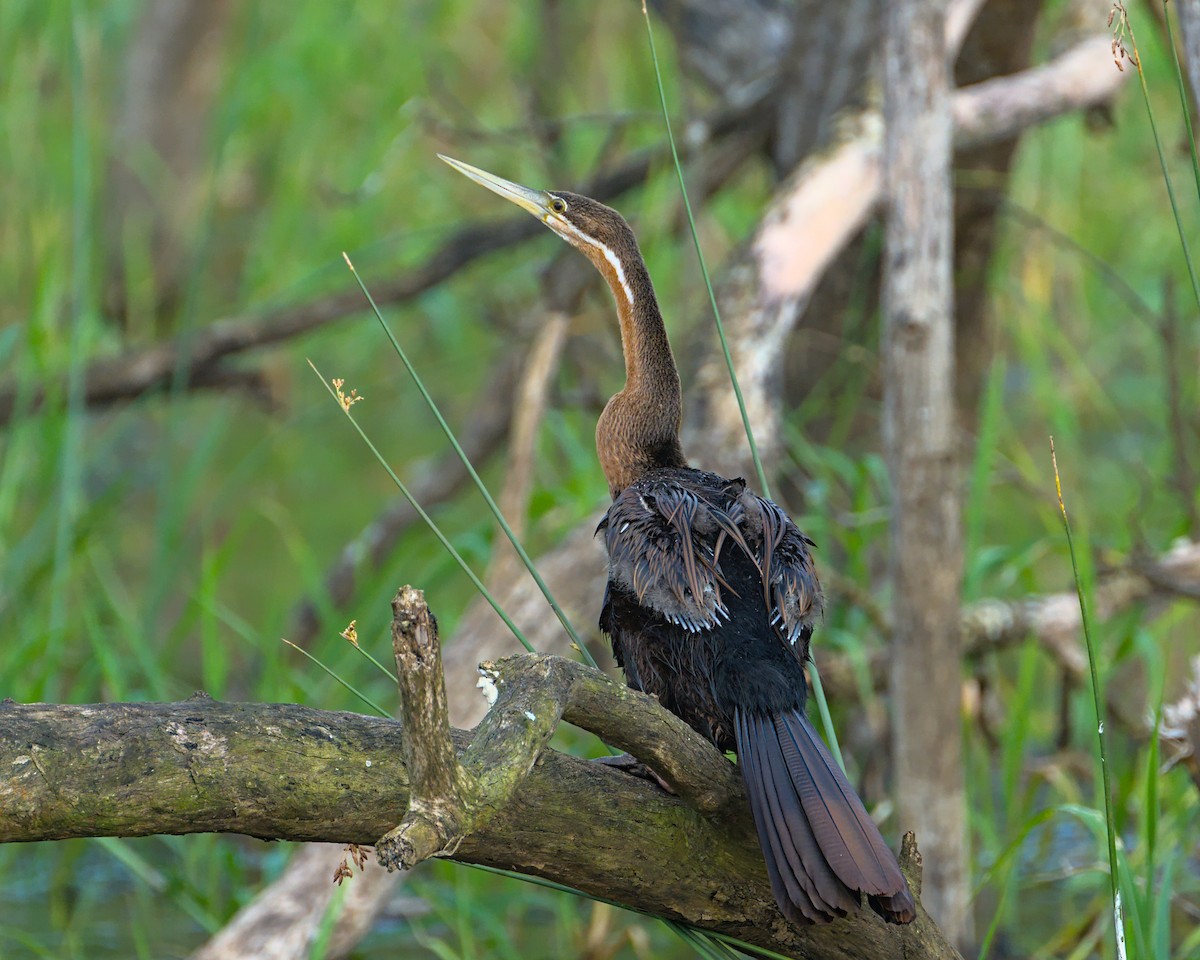 African Darter - ML638052401