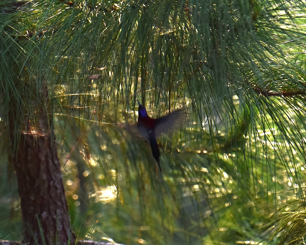 Schwarzkehl-Nektarvogel - ML638052403