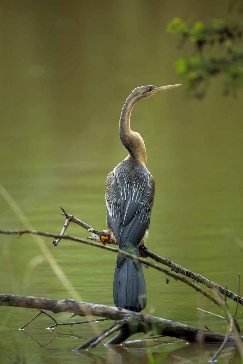 African Darter - ML638052405