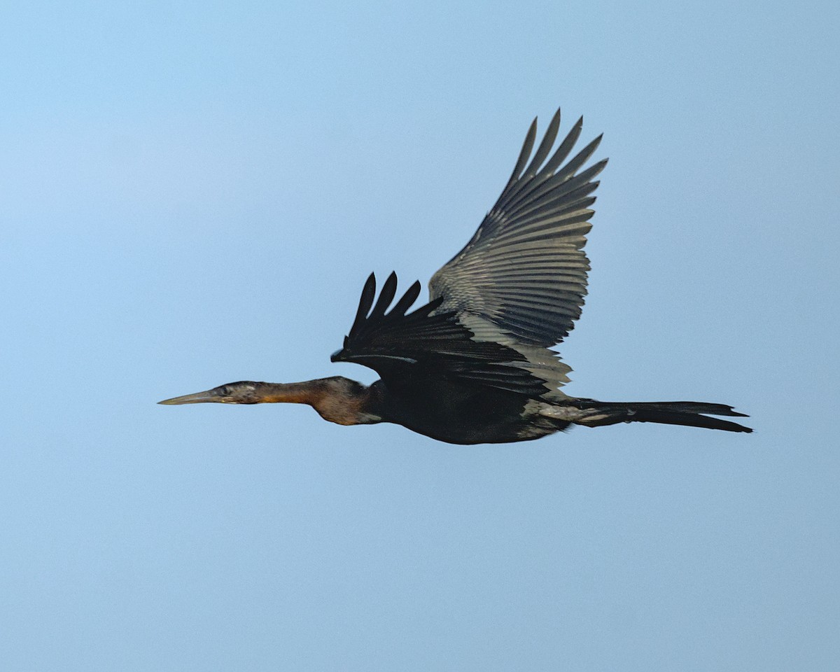 African Darter - ML638052407