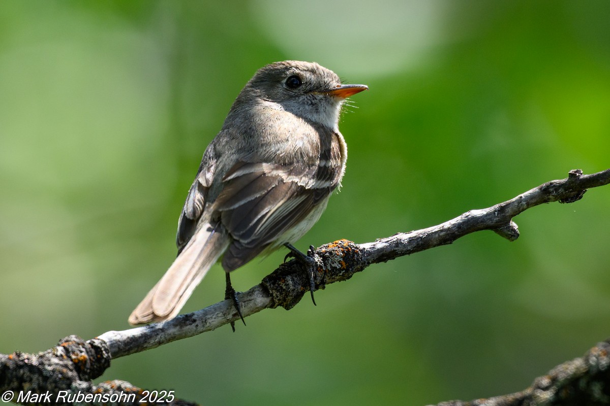 Dusky Flycatcher - ML638052414