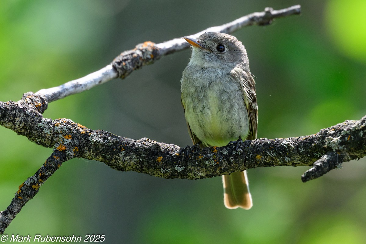 Dusky Flycatcher - ML638052415