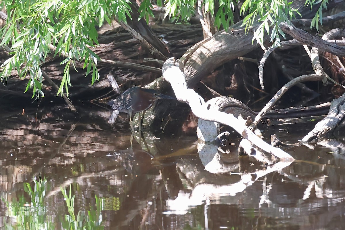 Green Heron - ML638052430