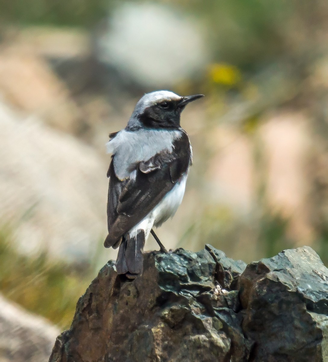 Atlas Wheatear - ML638052444