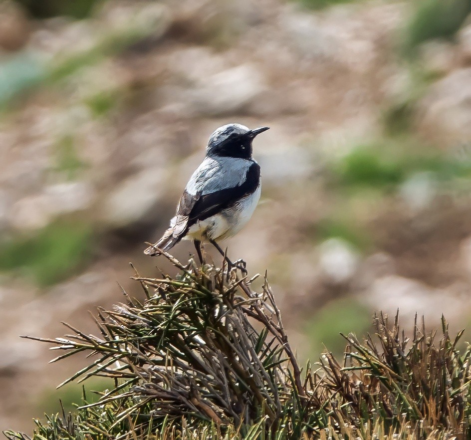 Atlas Wheatear - ML638052452
