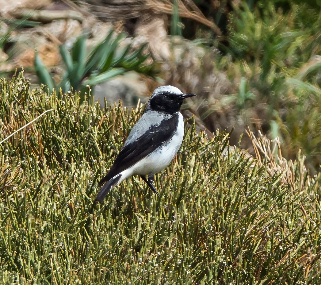 Atlas Wheatear - ML638052454