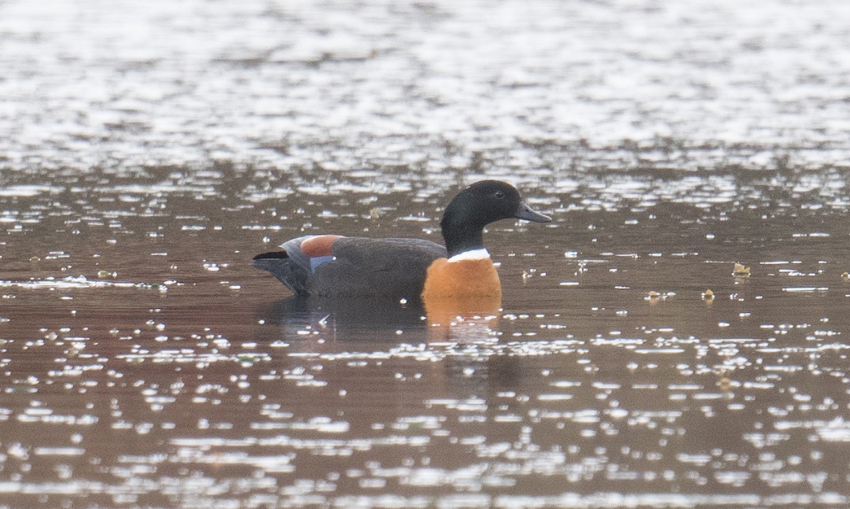 Australian Shelduck - ML638052477
