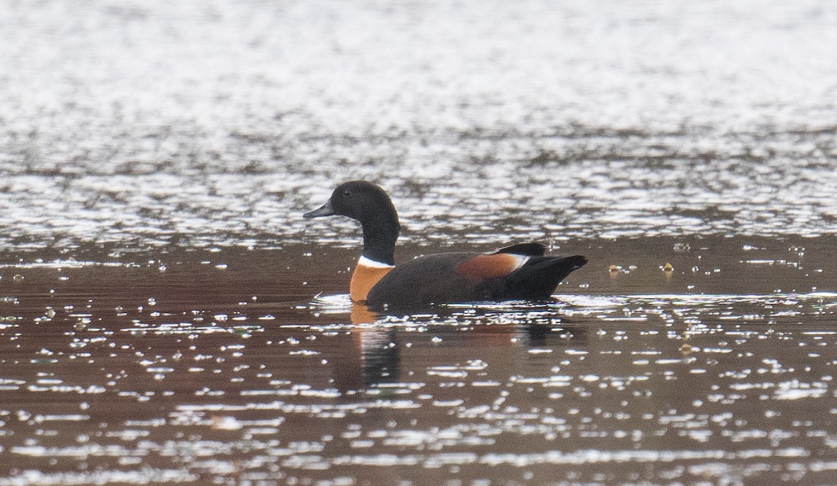 Australian Shelduck - ML638052493
