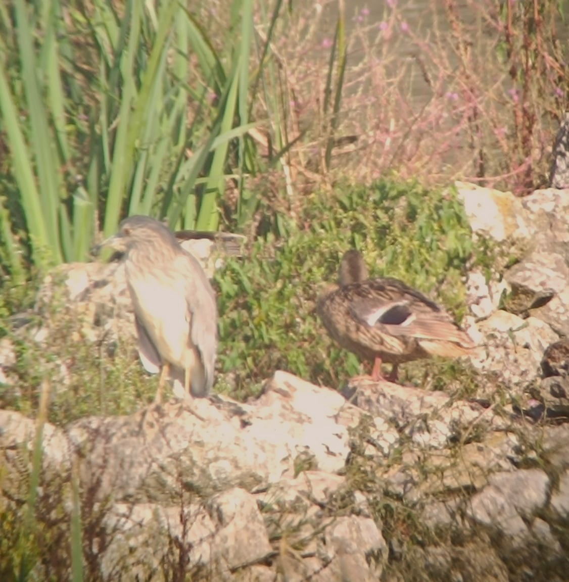 Black-crowned Night Heron - ML638052520