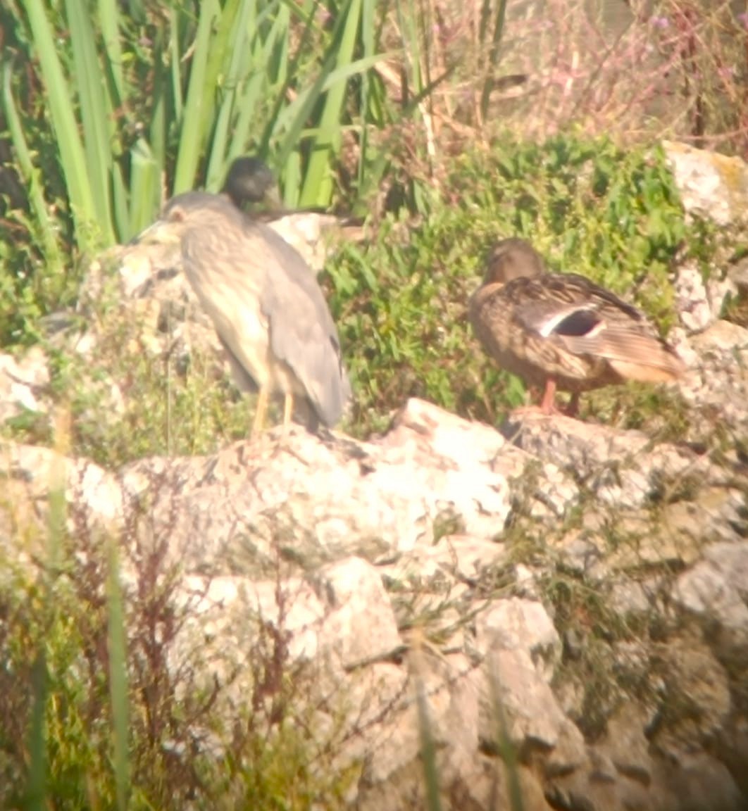 Black-crowned Night Heron - ML638052521