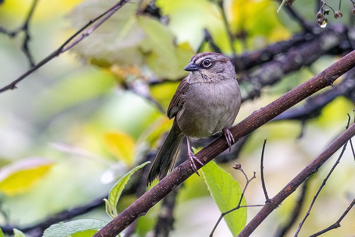Oaxaca Sparrow - ML638052523