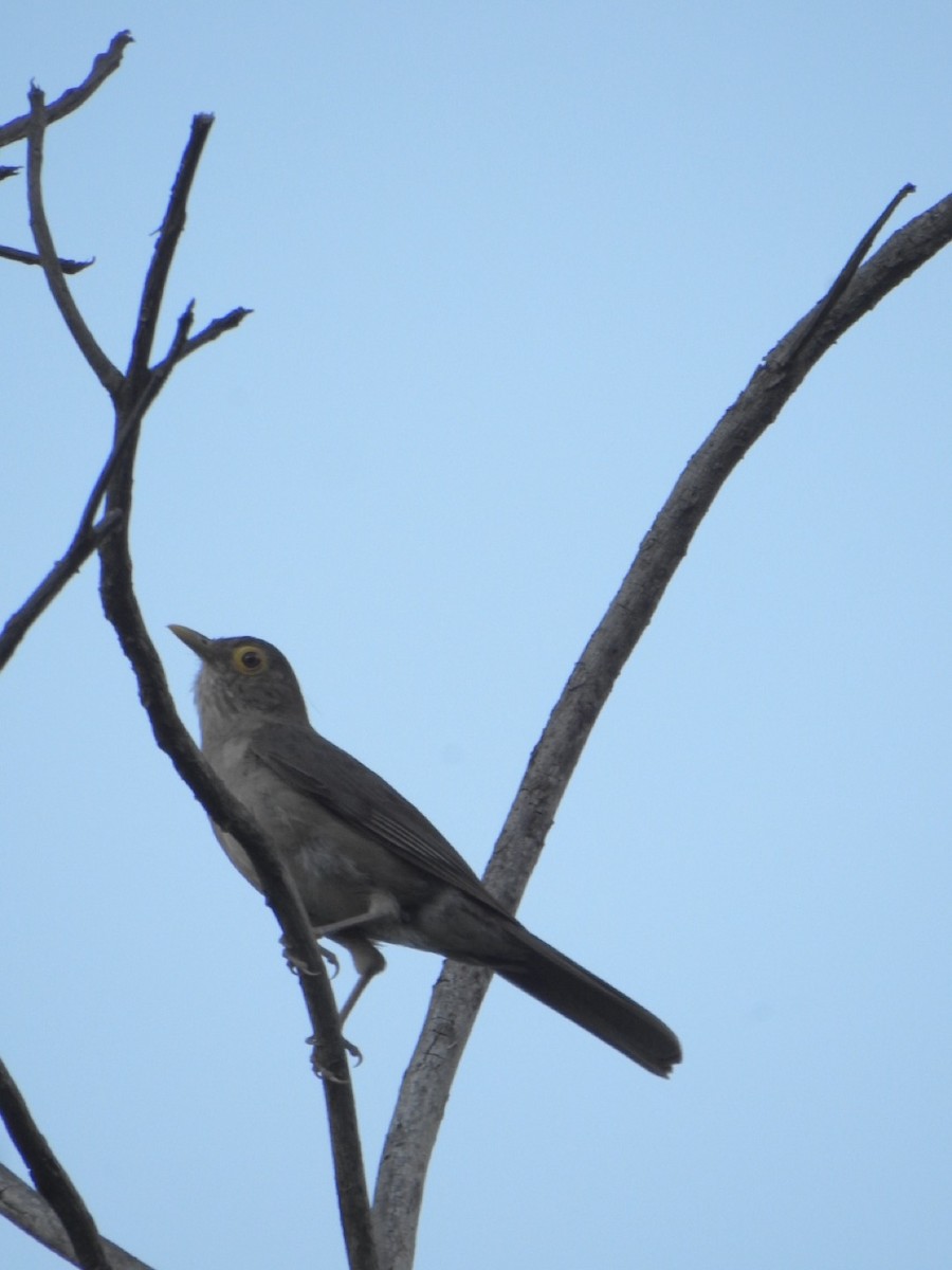 Spectacled Thrush - ML638052534
